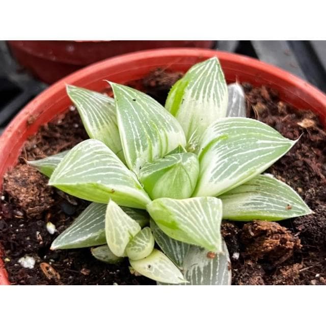 三寸盆 帝王壽錦 百合科植物 現貨