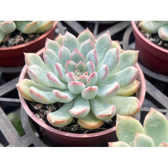三寸盆 雨燕座 多肉植物 現貨