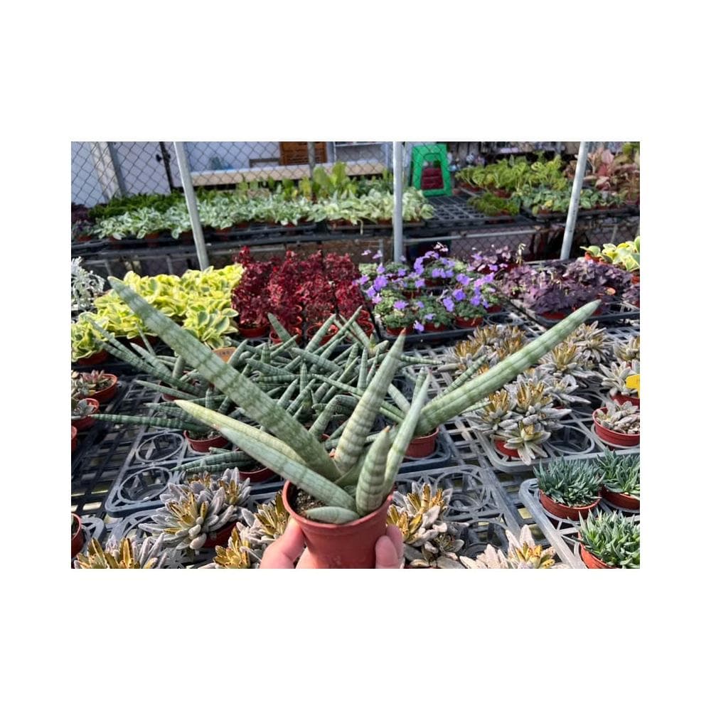 三寸盆 棒狀虎尾蘭 多肉植物 現貨