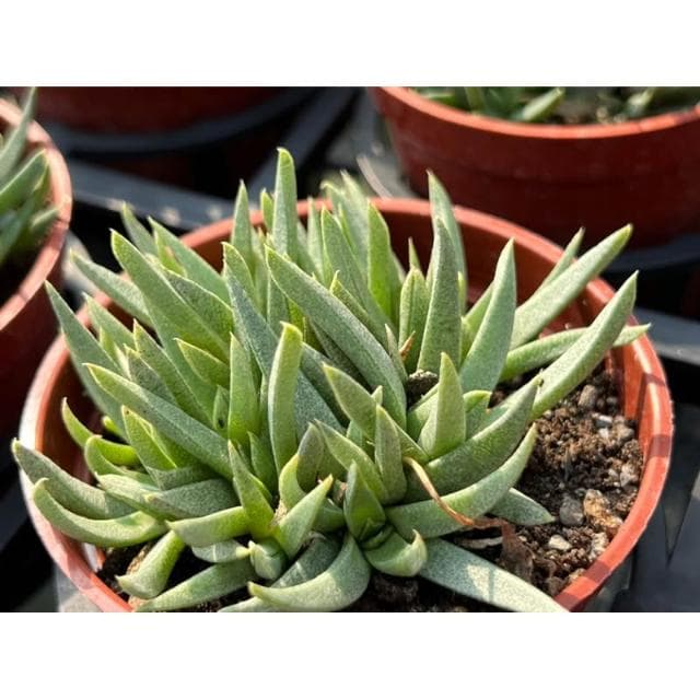 三寸盆 照波（開黃花）多肉植物 現貨