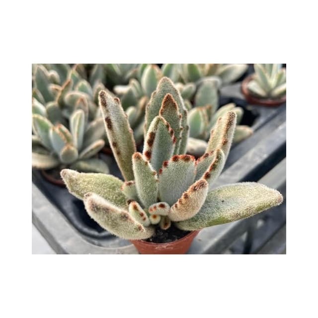 一寸盆 月兔 多肉植物 現貨