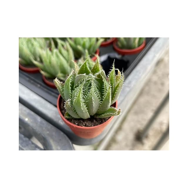 一寸盆 曲水之宴 多肉植物 現貨