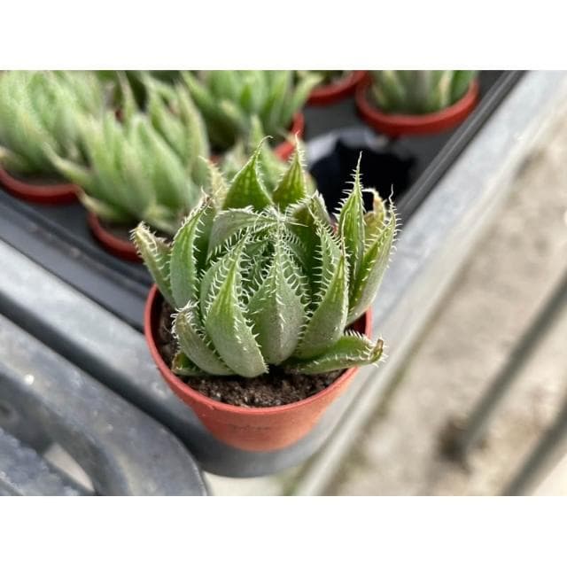 一寸盆 曲水之宴 多肉植物 現貨
