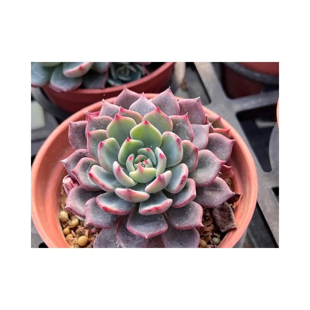 三寸盆 夢法娜娜（單頭）多肉植物 現貨