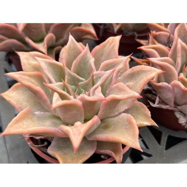 三寸盆 馬迪巴（水餃皮）多肉植物 現貨