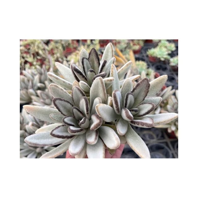 三寸盆 特鮮黑兔🌟超滿盆 多肉植物現貨
