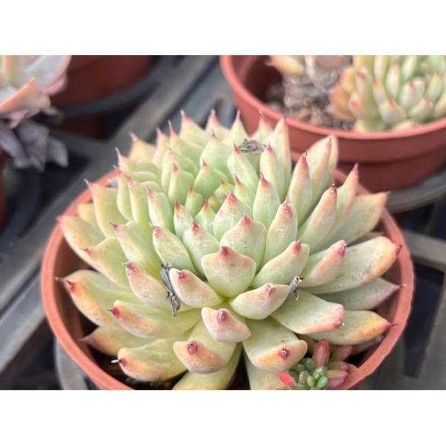 三寸盆 紅爪 多肉植物 現貨