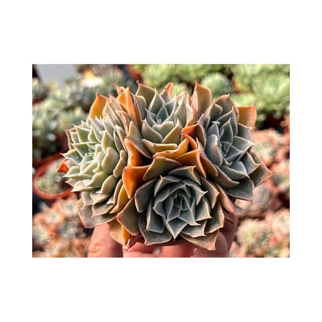 三寸盆 蒂凡妮X藍絲絨 多肉植物 現貨