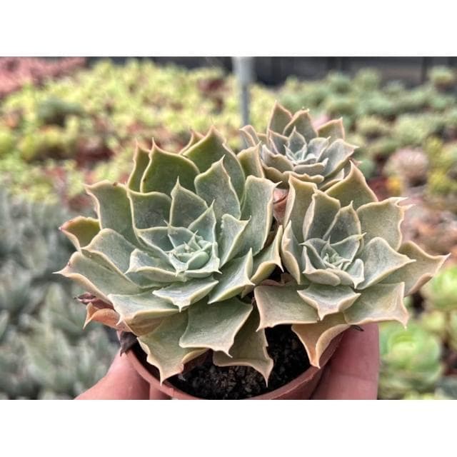 三寸盆 蒂凡妮X藍絲絨 多肉植物 現貨