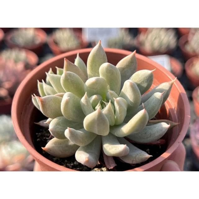 三寸盆 特葉玉蝶X杜里萬 多肉植物 現貨