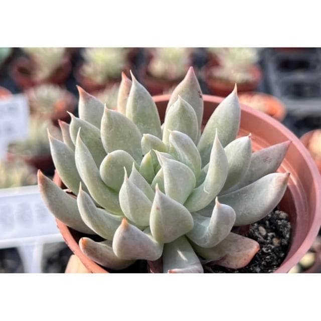 三寸盆 特葉玉蝶X杜里萬 多肉植物 現貨