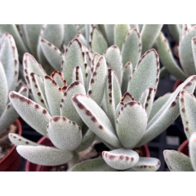三寸盆 月兔 多肉植物 現貨
