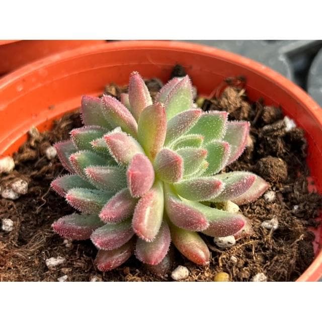 三寸盆 秘密 多肉植物 現貨