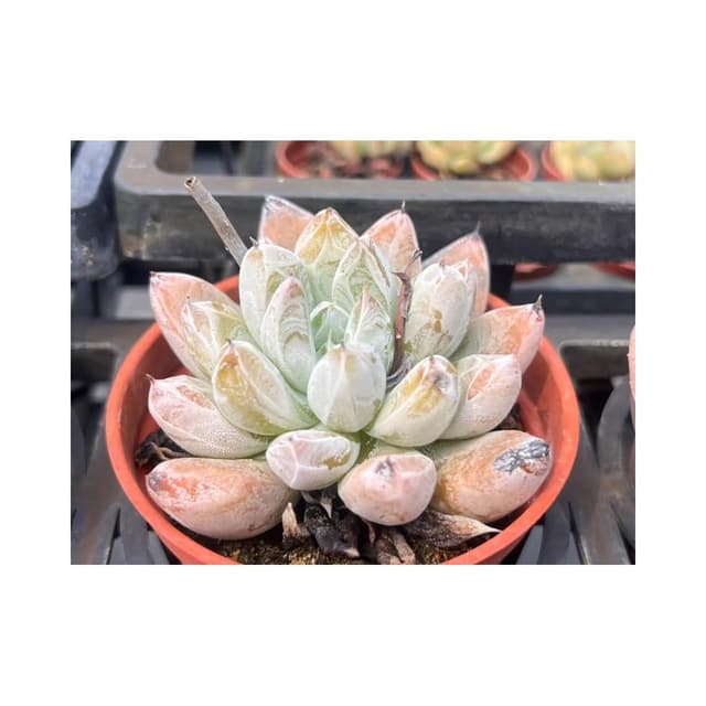 三吋盆 杜里萬 多肉植物 現貨