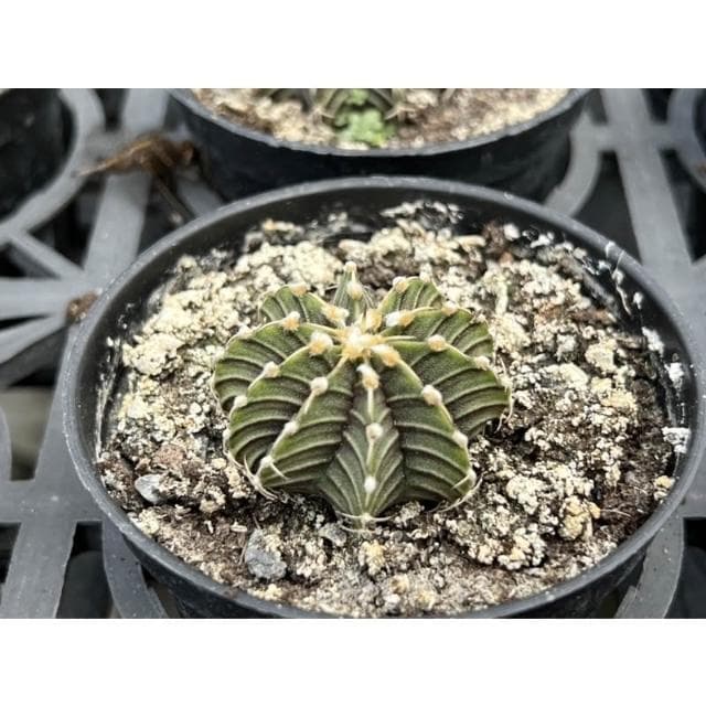 仙人掌 三吋盆 緋牡丹 多肉植物 現貨