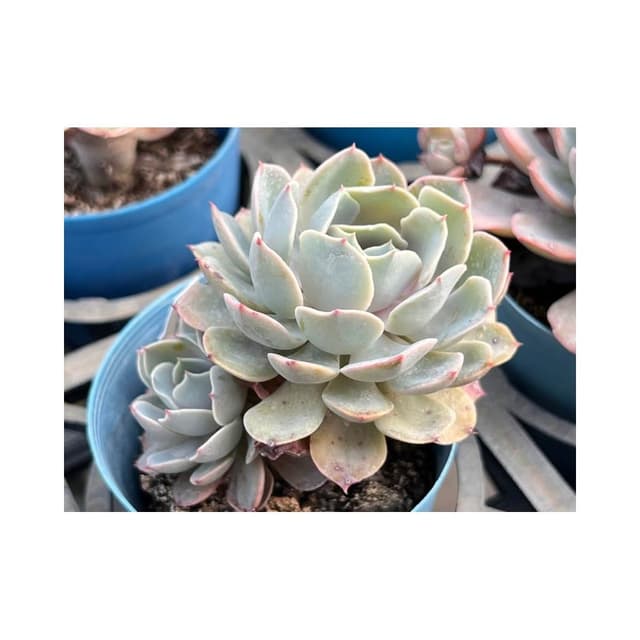 三寸盆 藍摺邊 多肉植物 現貨
