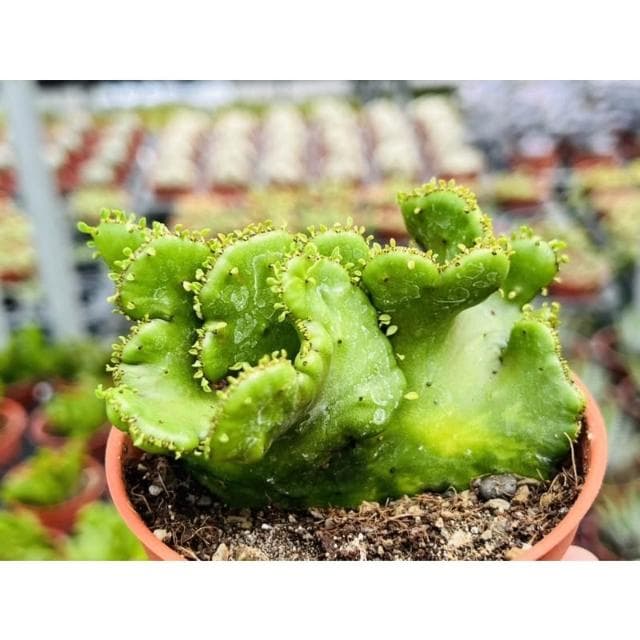 三寸盆 綴化珊瑚大戟 多肉植物 現貨