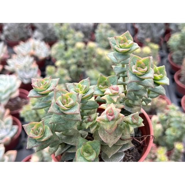 三吋盆 星王子/錦 多肉植物 現貨