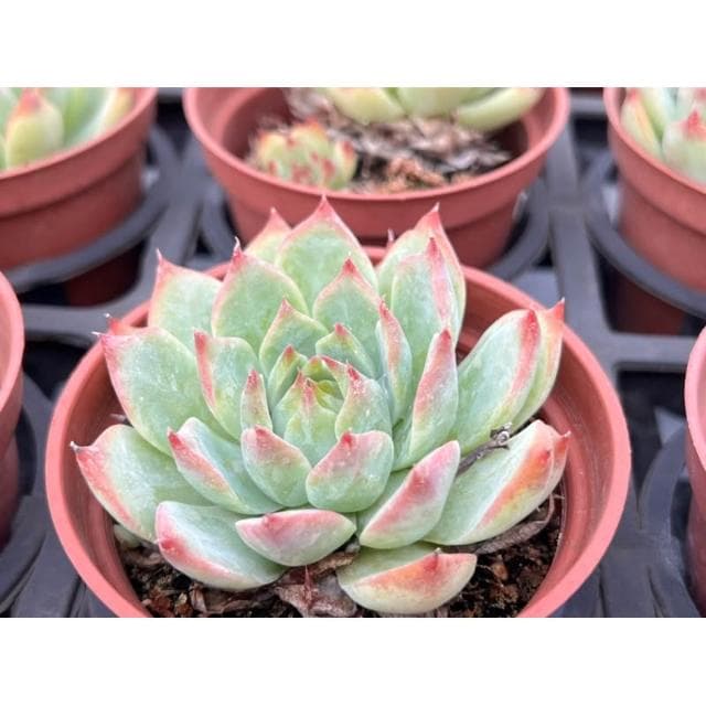 三寸盆 吉娃娃 多肉植物 現貨
