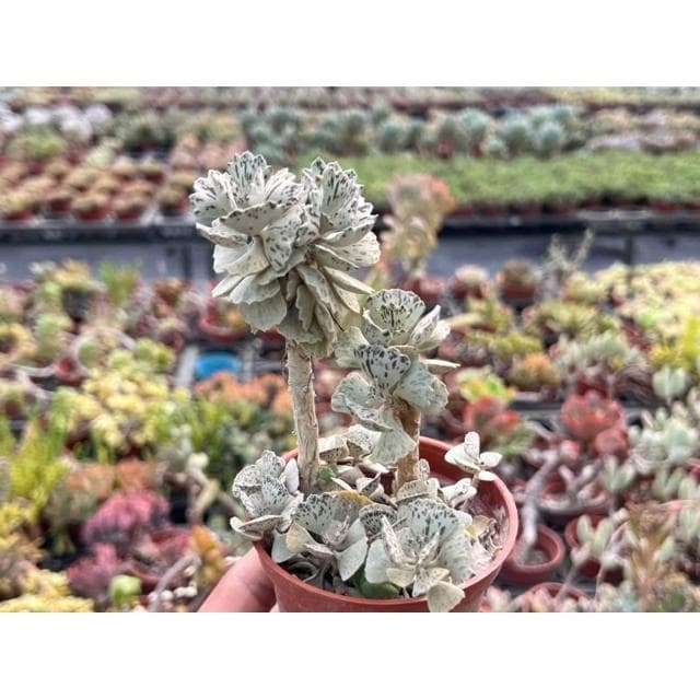 三寸盆 雀扇/老樁 多肉植物 現貨