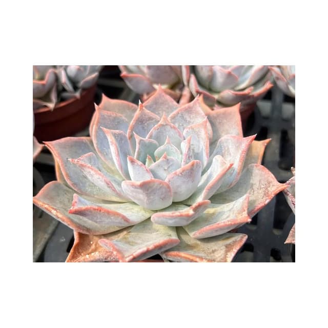 三寸盆 麗娜西雅 多肉植物 現貨