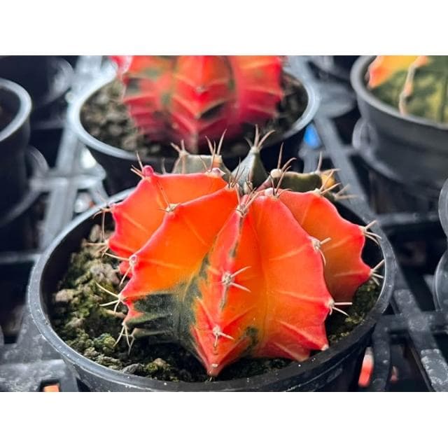 三寸盆 緋牡丹錦 仙人掌植物 現貨