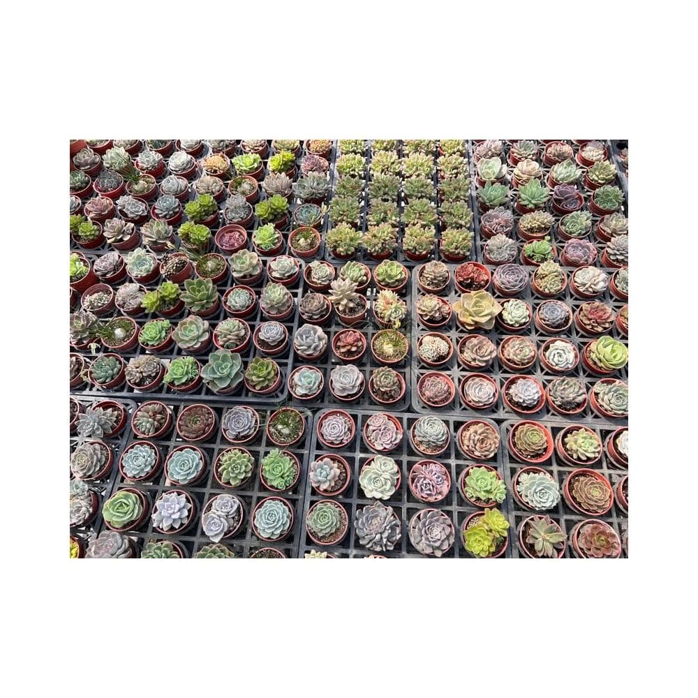 三寸盆 3顆120‼️隨機 多肉植物 現貨
