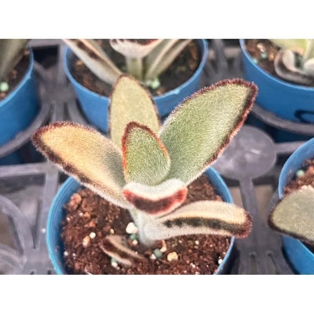 三寸盆 巨兔 多肉植物 現貨