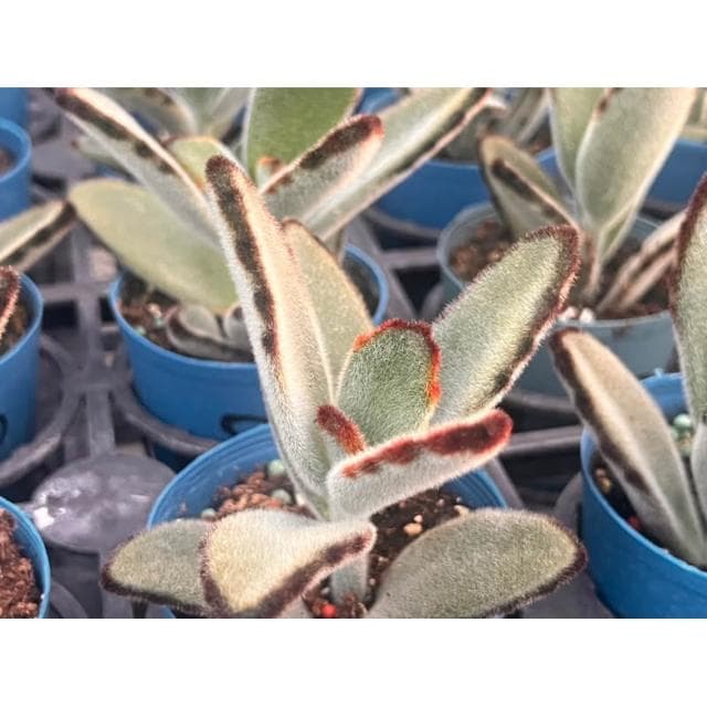 三寸盆 巨兔 多肉植物 現貨