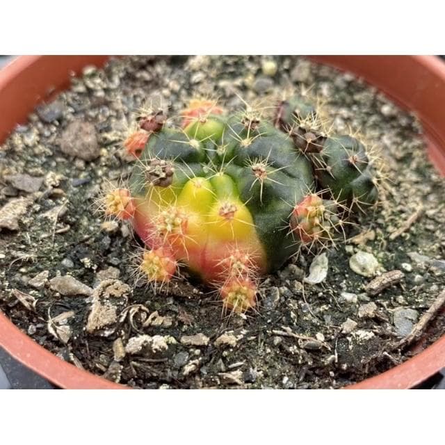三吋盆 麗蛇丸錦 仙人掌植物 現貨