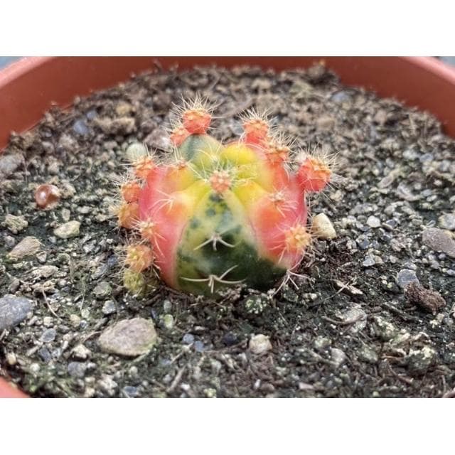 三吋盆 麗蛇丸錦 仙人掌植物 現貨