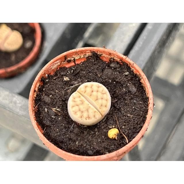 一吋盆/石頭玉 多肉植物 現貨