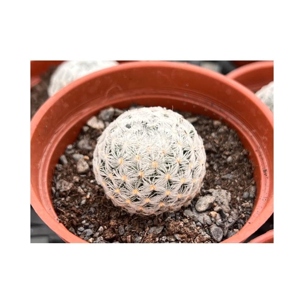 三吋盆 杜威丸 仙人掌植物 現貨