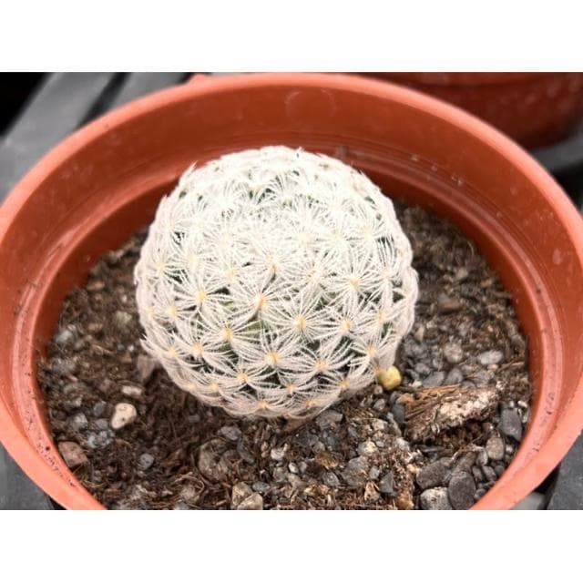 三吋盆 杜威丸 仙人掌植物 現貨