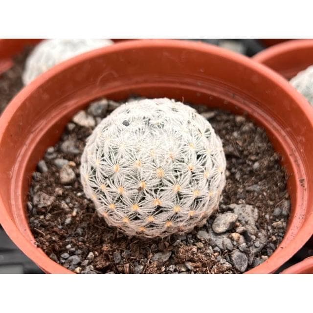 三吋盆 杜威丸 仙人掌植物 現貨