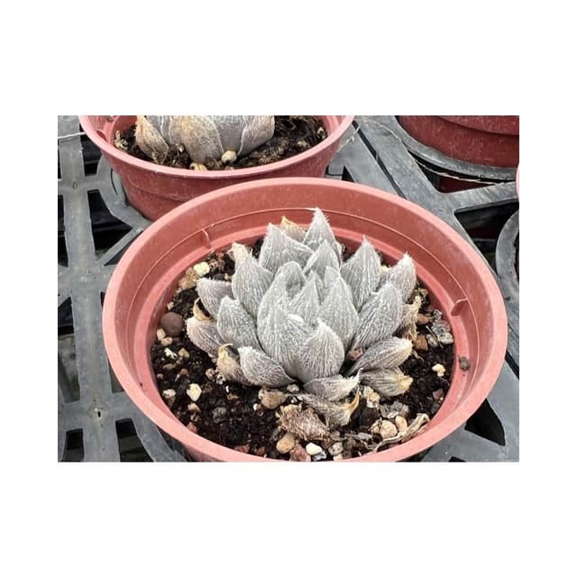 三寸盆 毛玉露 百合科 多肉植物 現貨
