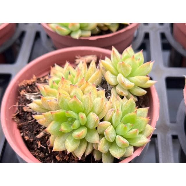 三寸盆 女雛 多肉植物 現貨