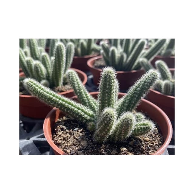 三吋盆 白壇 老鼠尾仙人掌🌵🐭 仙人掌植物 現貨