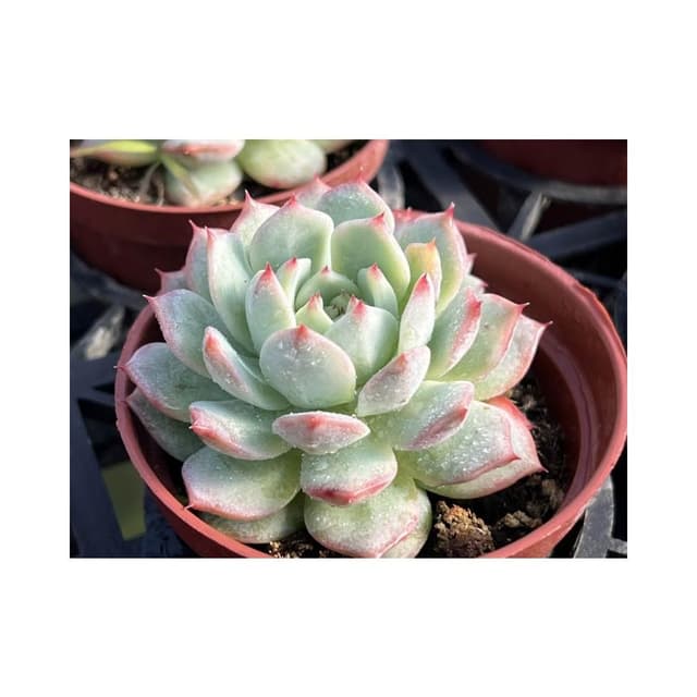 三寸盆 爪玫瑰 多肉植物 現貨
