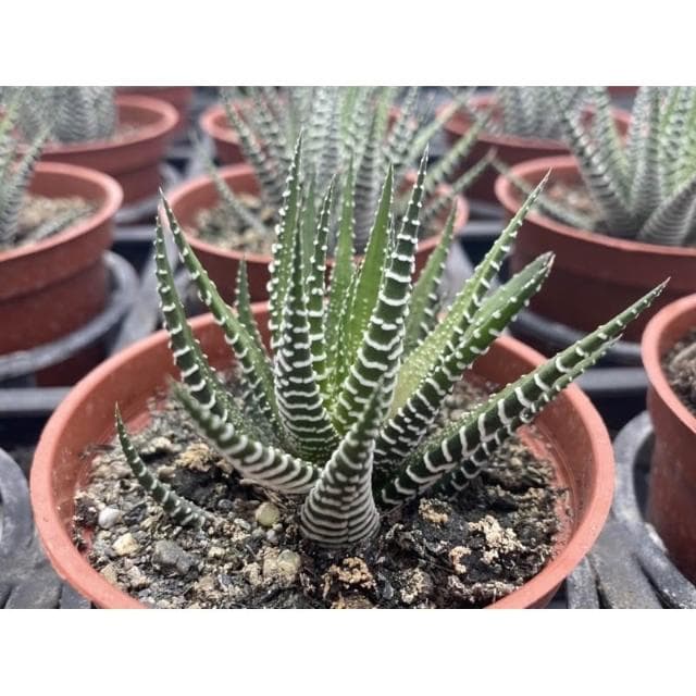 三寸盆 十二之卷 百合科 多肉植物 現貨