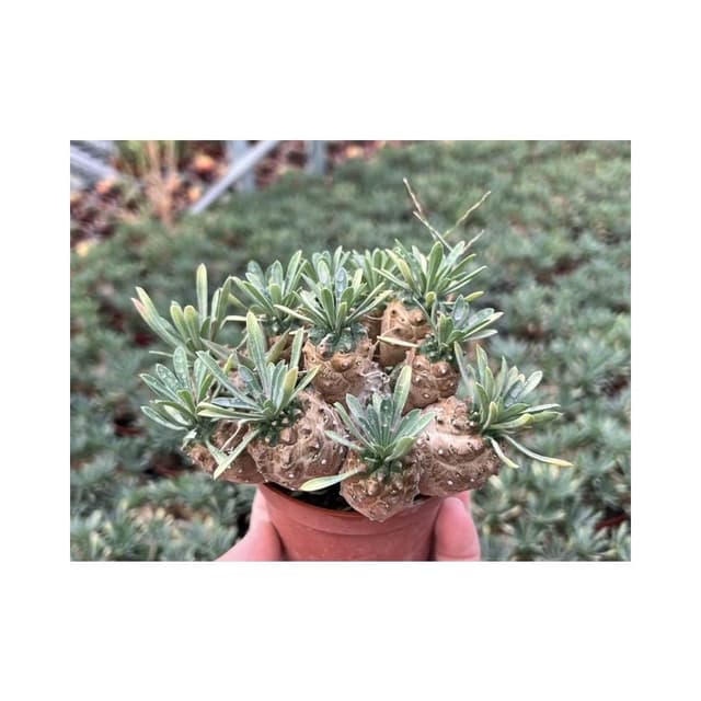 三吋盆 峨嵋山（大) 多肉 塊根植物 現貨