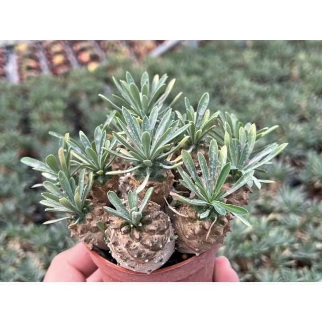 三吋盆 峨嵋山（大) 多肉 塊根植物 現貨