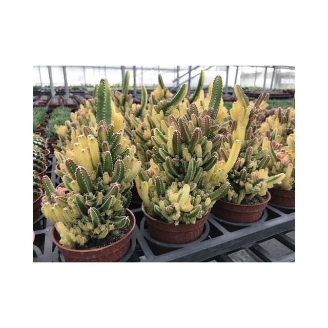 三寸盆 仙女閣錦 仙人掌 植物 現貨