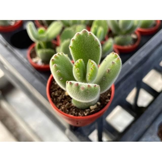 一寸盆 熊童子 多肉植物 現貨