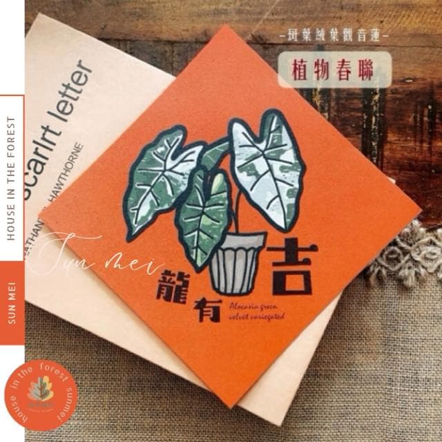 春聯 創意春聯 植物春聯 觀葉春聯 斗方手繪春聯 文創春聯 招財 開運植栽
