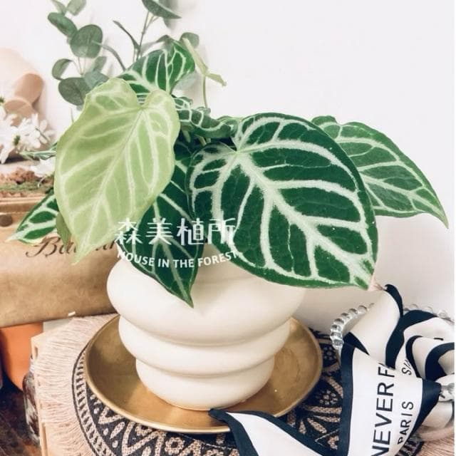 陶盆 甜甜可頌陶盆 花盆 花器 植栽 觀葉植物 多肉植物 花燭 合果芋