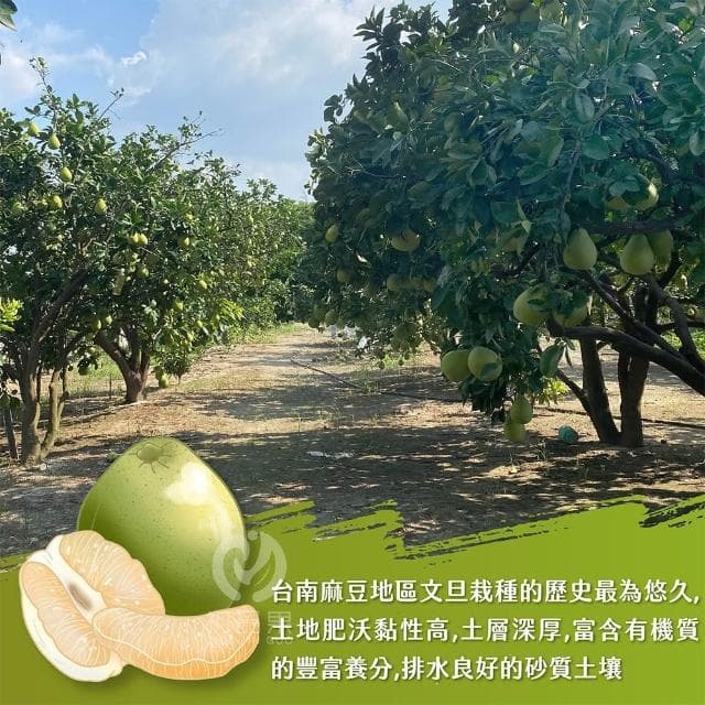 【初品果】台南麻豆老欉文旦禮盒 5斤/10斤_中元普渡 中秋送禮 禮盒首選
