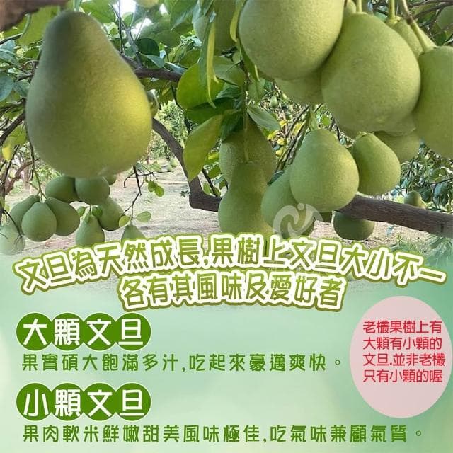 【初品果】台南麻豆老欉文旦禮盒 5斤/10斤_中元普渡 中秋送禮 禮盒首選
