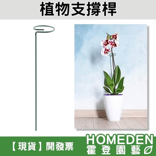 植物支撐桿 植物支架 蘭花支架 蝴蝶蘭 多肉植物 盆栽支架 花架 植物固定【HOMEDEN霍登園藝】