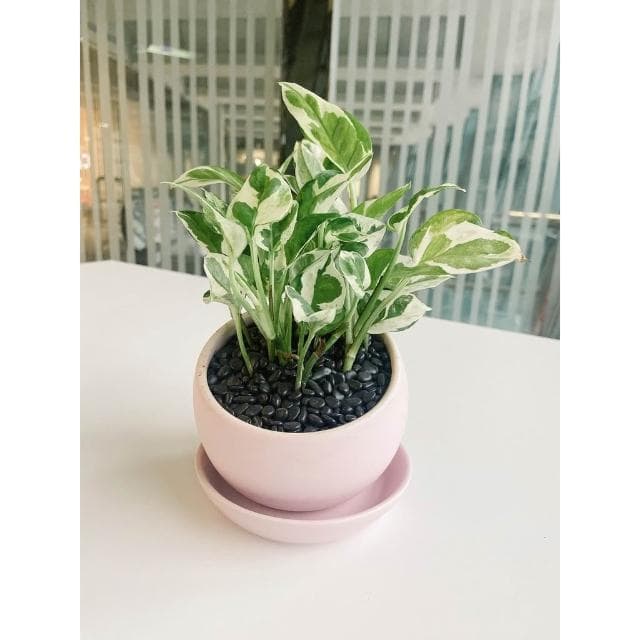 極簡風半圓盆 3吋盆 陶瓷花盆 陶瓷花器 多肉植物花盆 擺飾 居家盆栽 辦公室盆栽【HOMEDEN霍登園藝】